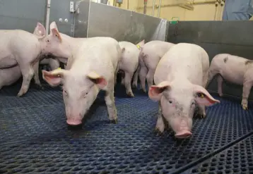 <em class="placeholder">Les diarrhées récurrentes en post-sevrage constituent une problématique fréquente et parfois tenace.</em>