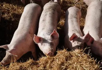 <em class="placeholder">Les meilleures pratiques de bien-être présentés au concours Welfarmers sont jugées sur les aspects scientifiques, économiques et environnementaux.</em>
