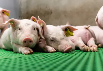 <em class="placeholder">Les prévisions de prix du porc pour 2026 s’orientent vers une évolution défavorable</em>