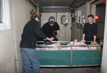 salariées en train de vacciner les porcelets dans le couloir extérieur d'une salle de post-sevrage 