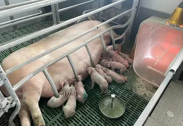 <em class="placeholder">Le travail de robustesse des porcelets mis en place par les sélectionneurs est la complémentarité de ce qui est réalisé sur la truie ainsi que sur le verrat.</em>