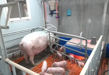 <em class="placeholder">Dans la maternité liberté de Crécom, les truies sont alimentées avec des automates de distribution d’aliments individuels Gestal.</em>