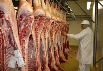 <em class="placeholder">carcasses porc découpe transformation scavo terrena cholet</em>