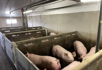 <em class="placeholder">La ferme des Trinottières affiche un GMQ de 933 g/j en engraissement, grâce à un plan d'alimentation poussé. </em>