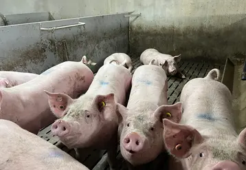 <em class="placeholder">Le groupe des 33 % meilleurs dépasse les 900 g/j avec un GMQ 30-115 kg de 916 g/j.</em>