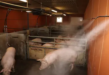 brumisation en élevage porcin lors de fortes chaleurs