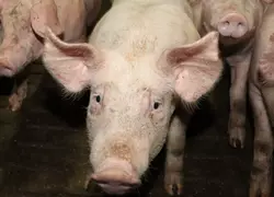 Identifier des porcs par reconnaissance faciale