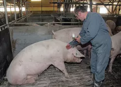 Elevage porcin. production porcine. vaccination d'une truie contre le virus du SDRP. santé. prévention des maladies. injection d'un vaccin. produit vétérinaire. éleveur. ...