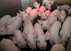 Enrayer l'introduction, la diffusion et la persistance des virus grippaux influenza porcin dans les élevages de porcs constitue un challenge majeur selon l'Anses.
