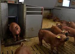 Sélection de porcs sociables