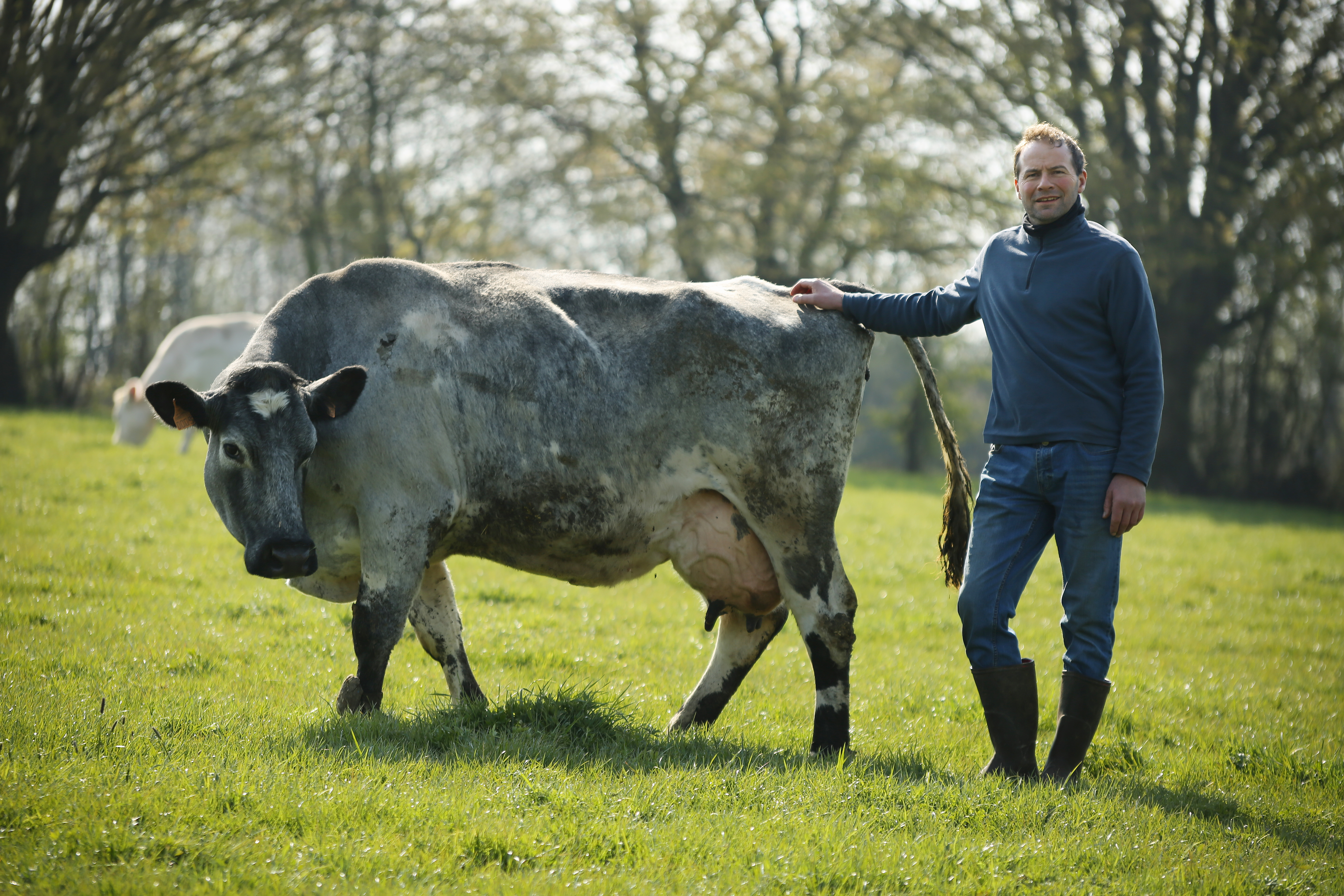 Race Bovine Bleue du Nord - Races de France