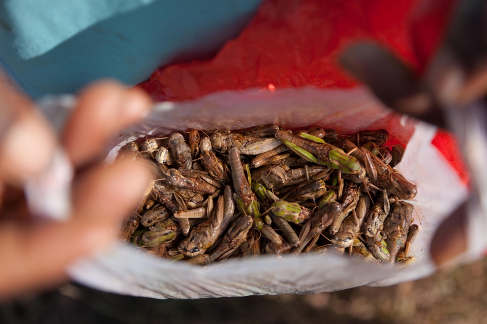 Les insectes à manger sont-ils aussi nourrissants que cela ?