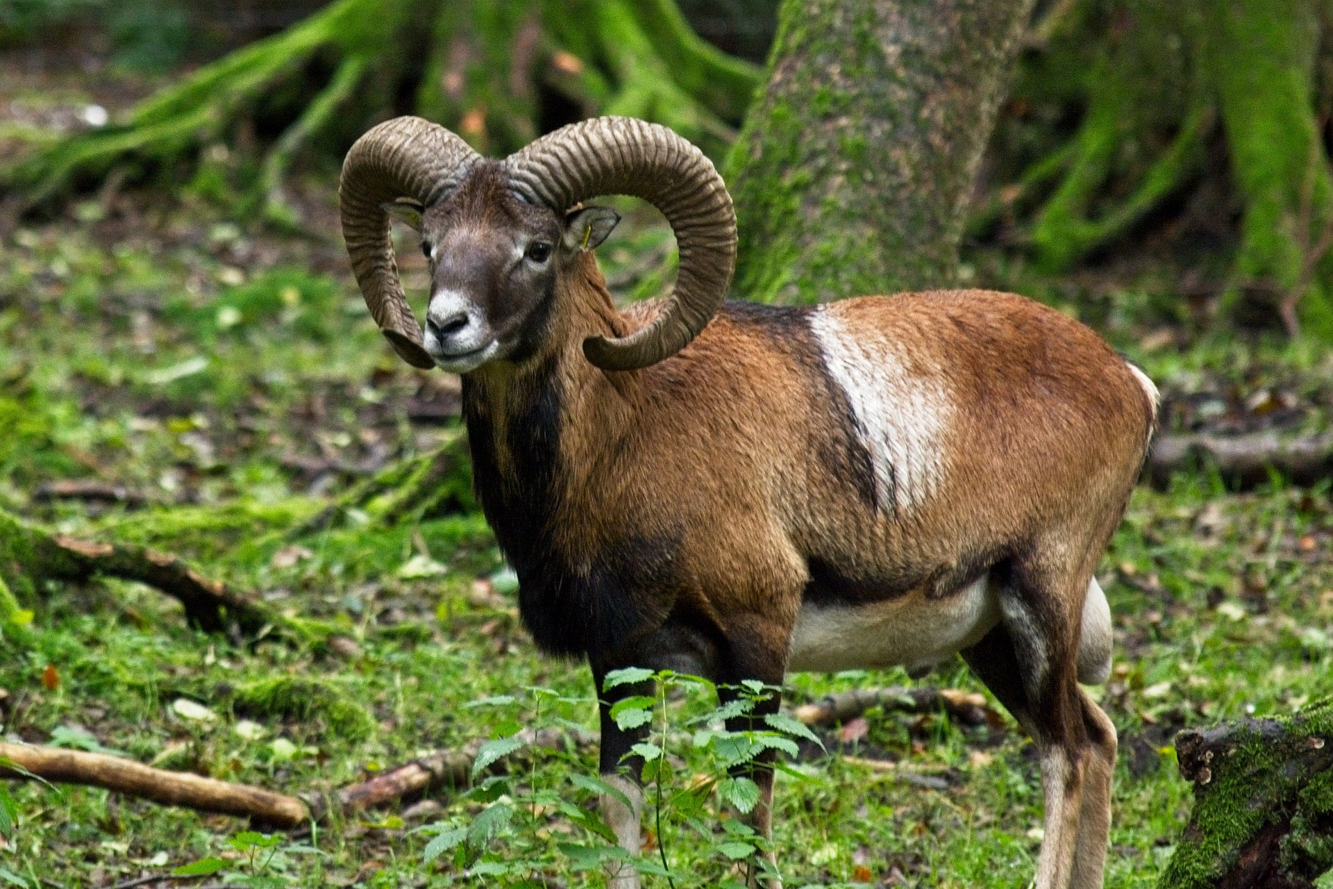 Les agriculteurs de la Baie de Somme inquiets de la prolifération des  mouflons | Portail Réussir