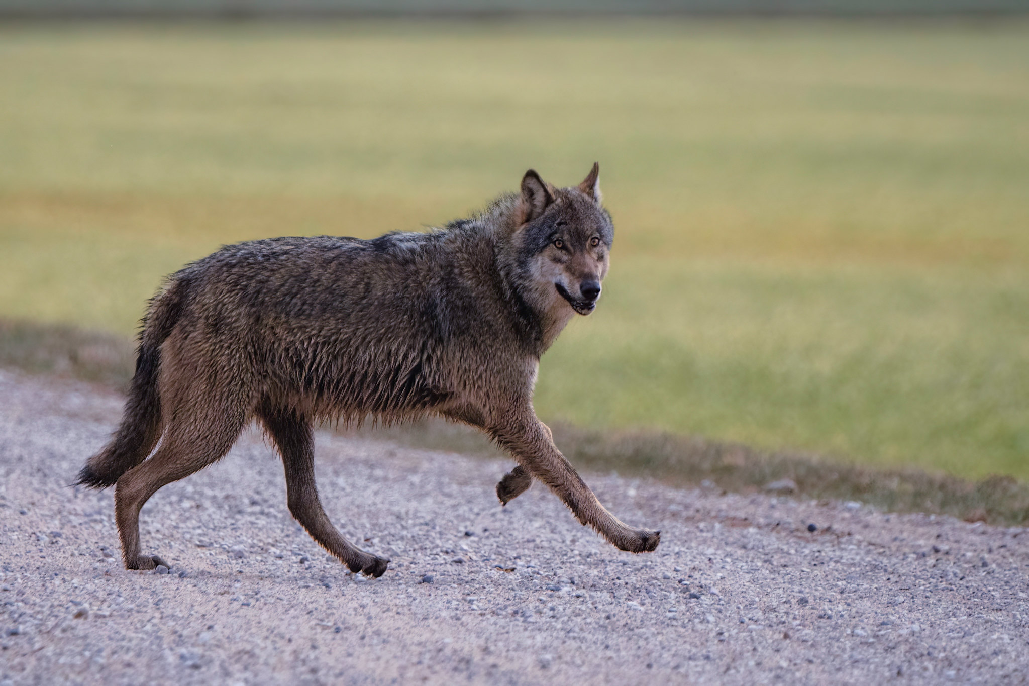 Le loup en France : un réel danger pour le bétail et pour l'homme ?