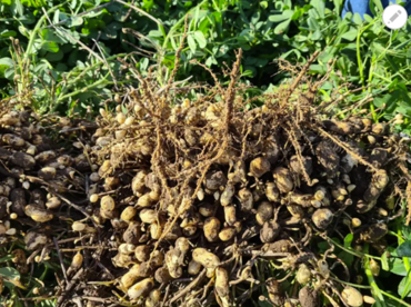 Pieds de cacahuètes avec racines