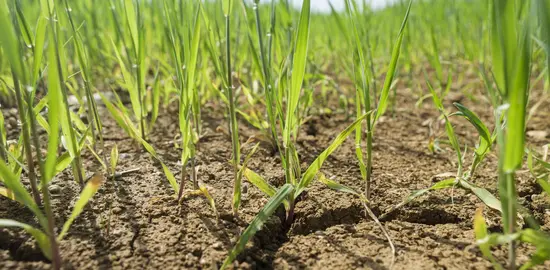 Culture d' orge de printemps pénalisée par un temps sec dans le sud Seine-et-Marne.