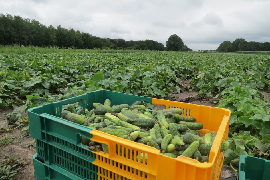 Un cornichon français de taille supérieure Portail Réussir