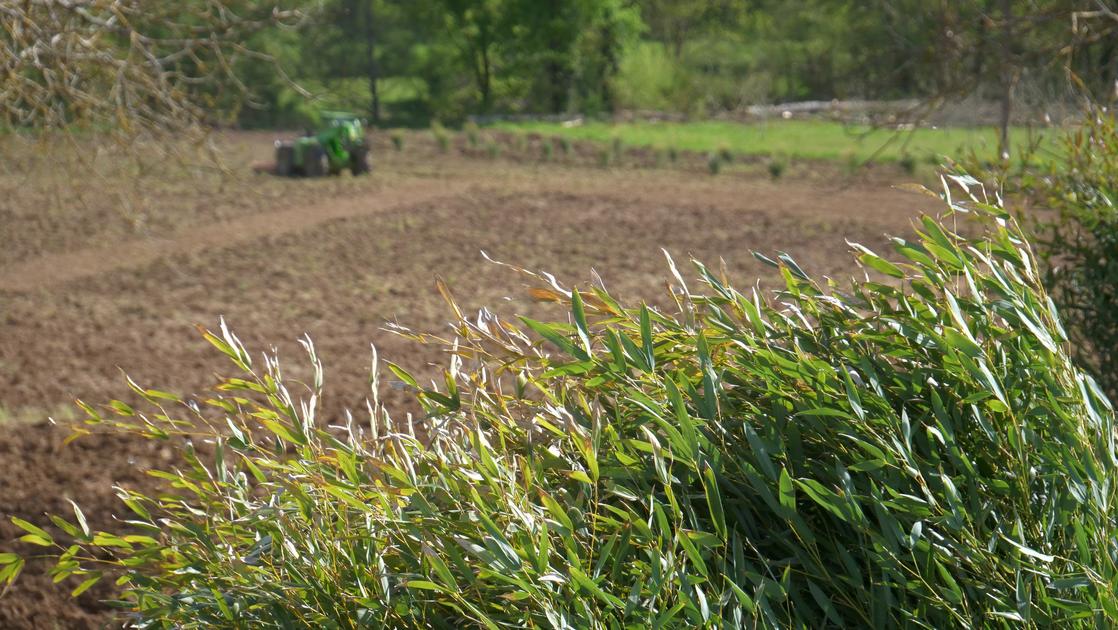 Diversification Pourquoi la culture du bambou se développetelle en Dordogne ? Portail Réussir