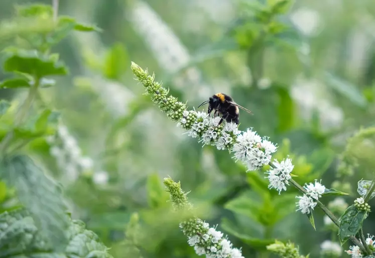 Abeille sur une fleur