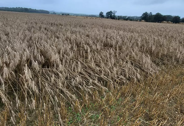 Parcelle de blé en Bretagne versé par la pluie 