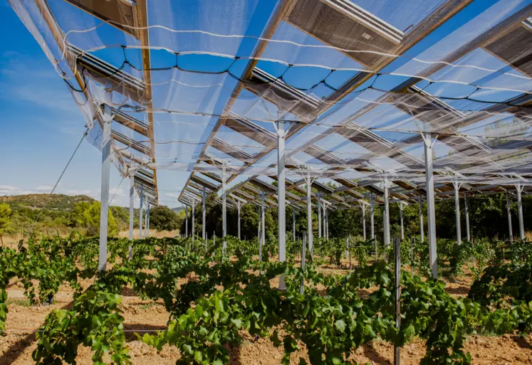 Ombrière photovoltaïque déployée au-dessus de vignes