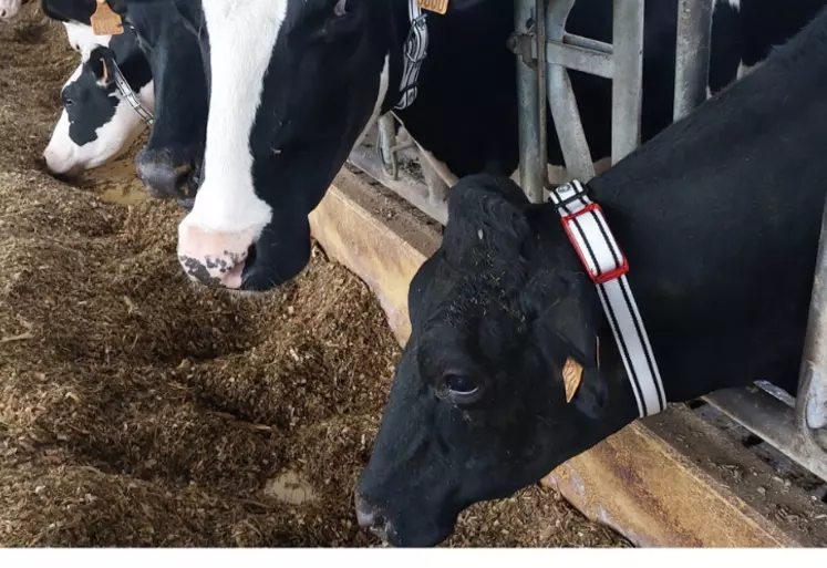 colliers Médria sur des vaches laitières