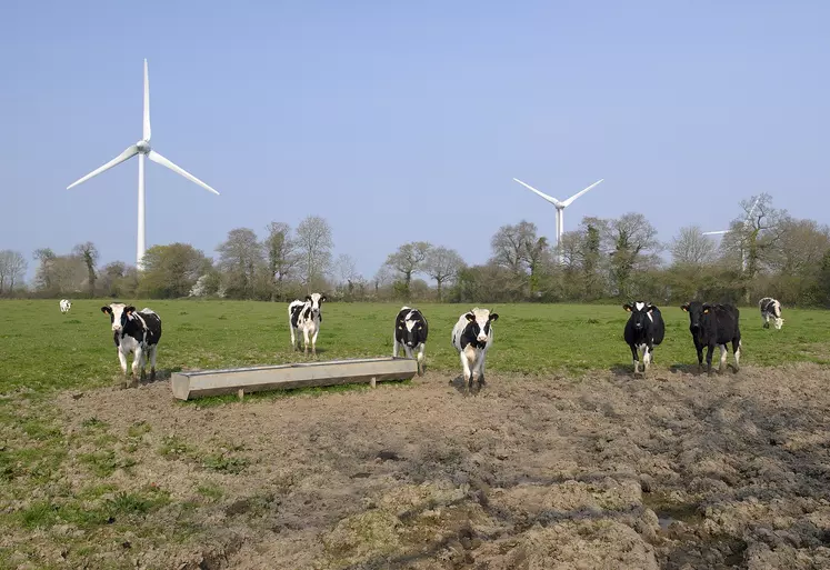 Vaches laitières près d'un parc éolien