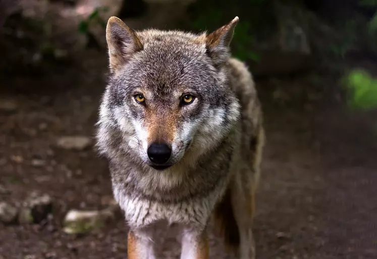 Loup / Canis Lupus