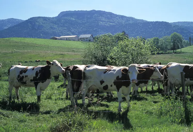 Vaches montbéliardes en montagne