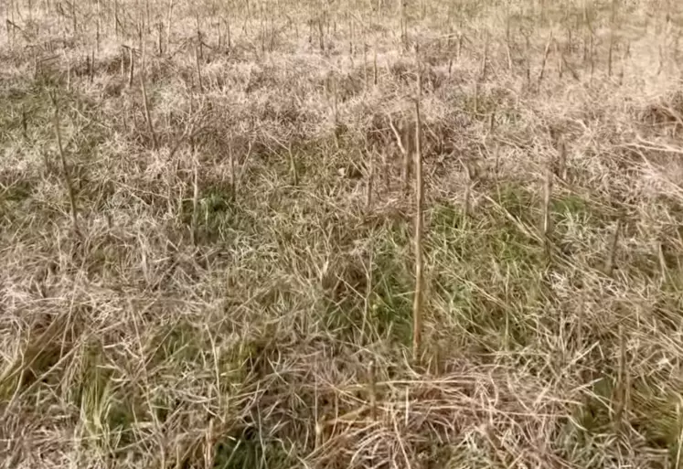 Une parcelle de colza ravagée par un orage en Bourgogne.