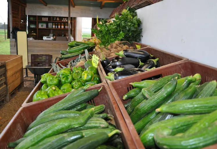 Vente de légume en direct. magasin à la ferme. concombres, poivrons, aubergines et autres légumes. concombre. poivron. aubergine.