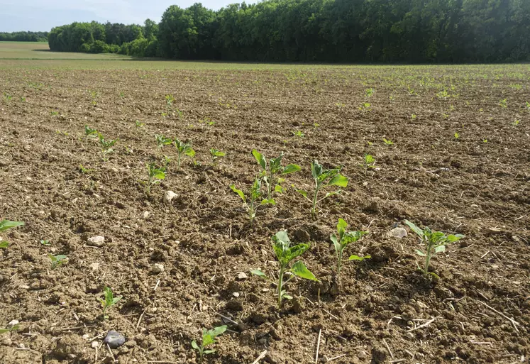 mai 2022 dans le sud Seine-et-Marne. Parcelle de tournesol pénalisée par des conditions trop sèches