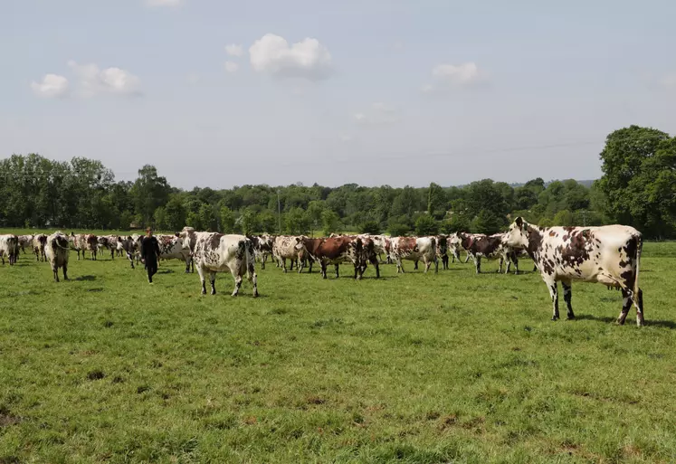 Observatoire agriculture normande résultats contrastés selon les filières