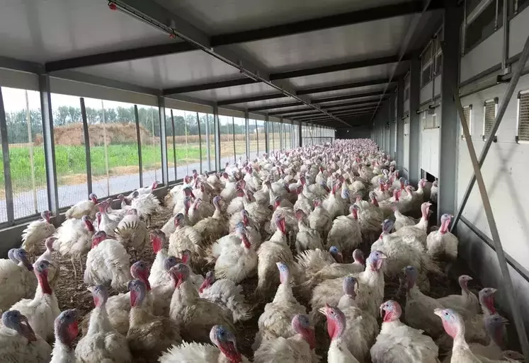 Dindes rassemblées dans un jardin d'hiver à la lumière du jour