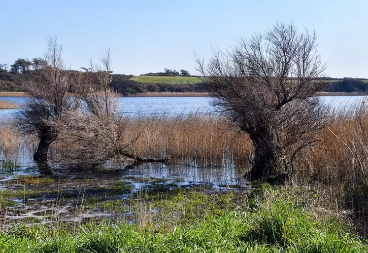 Etang au milieu d'un paysage agricole