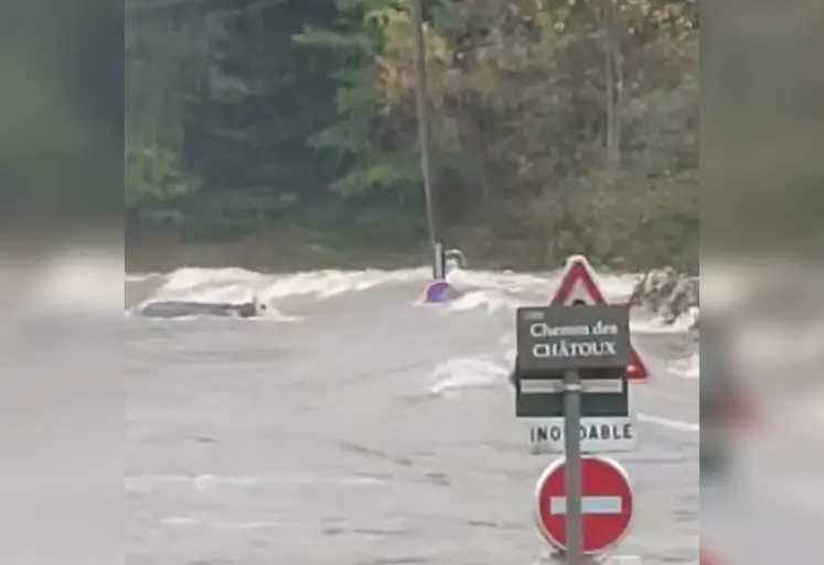 Vache emportée par une rivière en crue