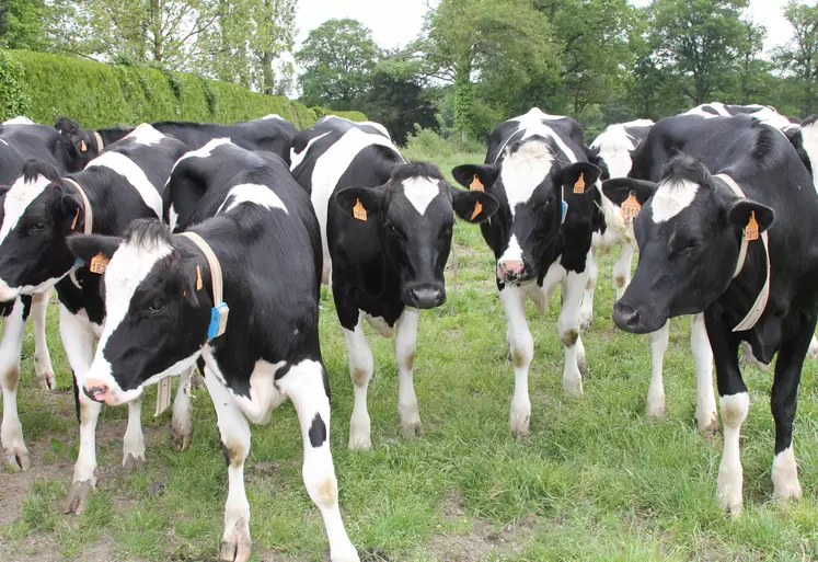 Petit troupeau de vaches laitières de race Prim'Holstein dans une prairie. 