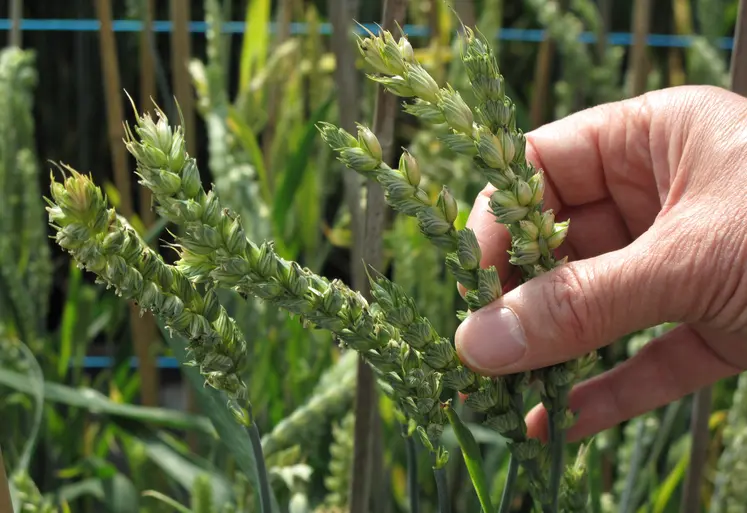 Dans un laboratoire de biotechnologie végétale et de sélection de variétés de céréales à paille, une main d'expérimentateur touche des épis de blé.