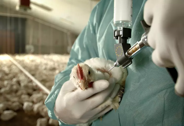 Poulet en train d'être vacciné par voie intramusculaire, dans un bâtiment. La personne qui vaccine est en tenue bleue avec des gants blancs et on ne voit pas son visage. Le reste de l'élevage de poulets est visible en fond. 