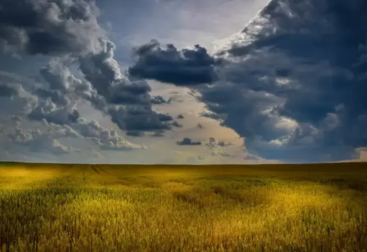 Champ de blé sous des nuages. 