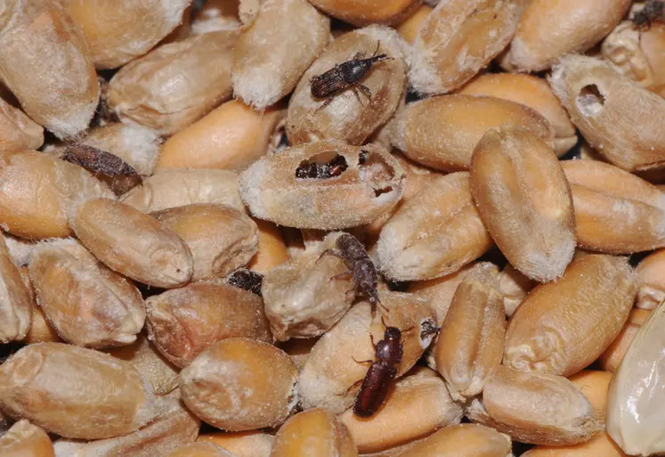 [Ravageur] Les insectes des grains stockés sont indésirables pour la commercialisation des récoltes
