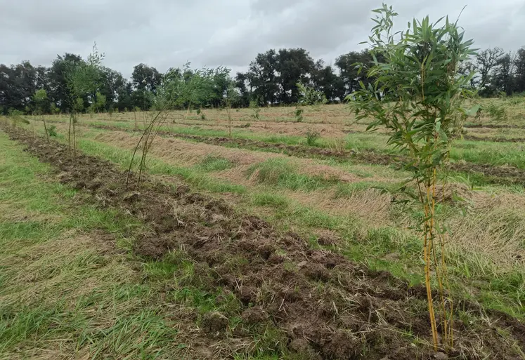 Jeune bambou venant d'être planté.