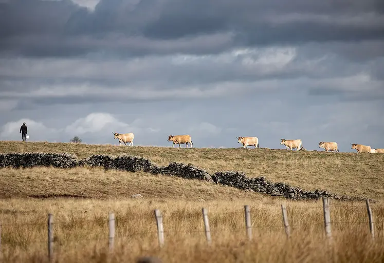 Agriculteur et vaches dans l'Aubrac