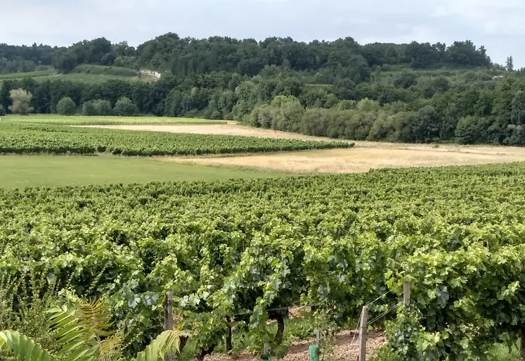 Vignoble en Gironde  