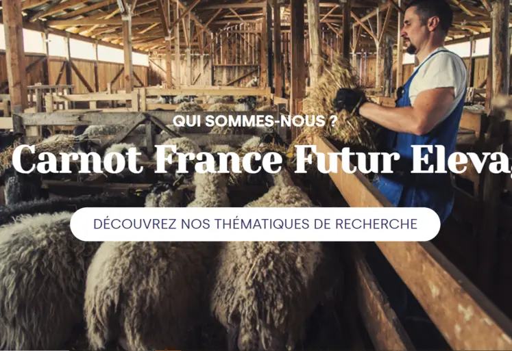 capture d'écran du site photo d'un homme avec des moutons dans une bergerie