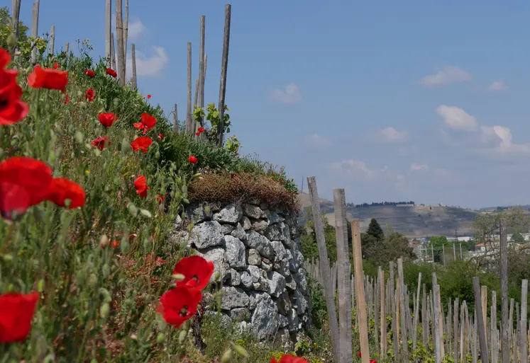 coquelicots devant vigne en terrasse