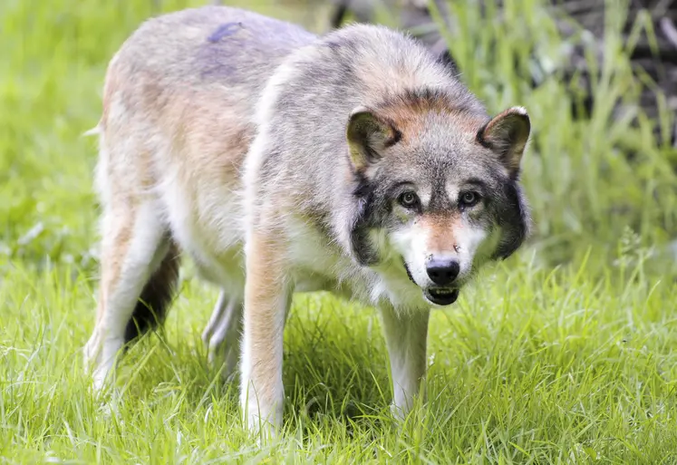 Loup debout regardant la caméra, dans un espace d'herbe vert. 