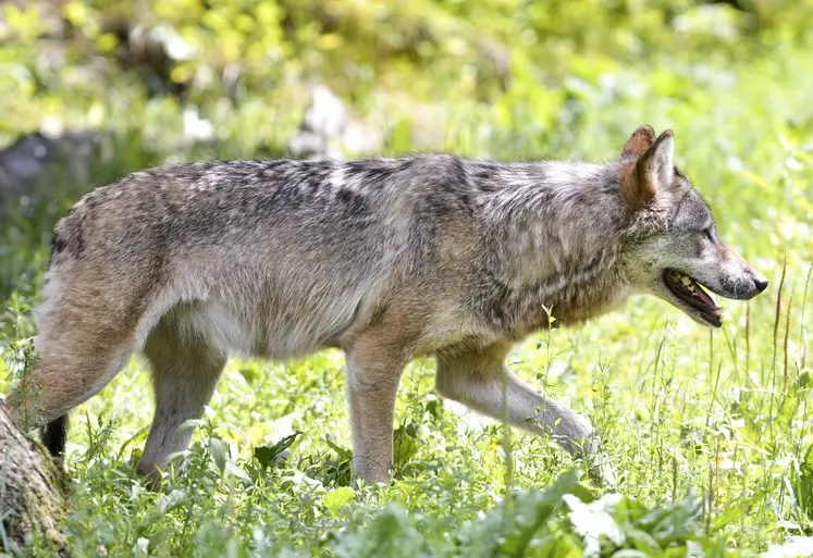   Loup avançant dans l’herbe 