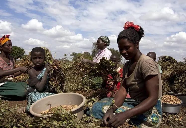 femmes travaillant dans un cham au malawi