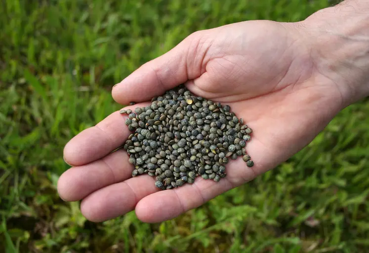 lentilles vertes tenues dans une main devant un champ